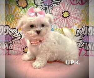 Maltese Puppy for sale in WINNSBORO, LA, USA
