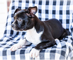 Small #2 Boston Terrier