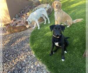 Chocolate Labrador retriever-Unknown Mix Dogs for adoption in Cave Creek, AZ, USA