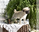 Small #1 Pug