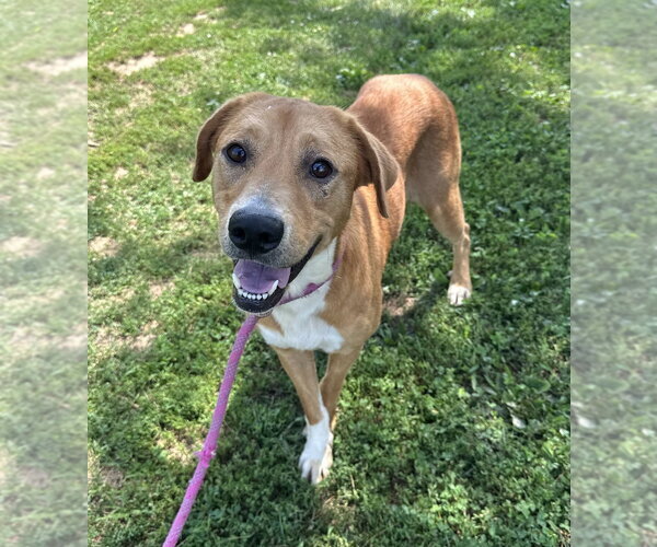 Medium Photo #1 Mutt Puppy For Sale in Evansville, IN, USA