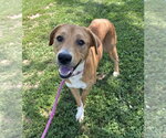 Montana - Female Mutt Dog for Adoption - Small photo
