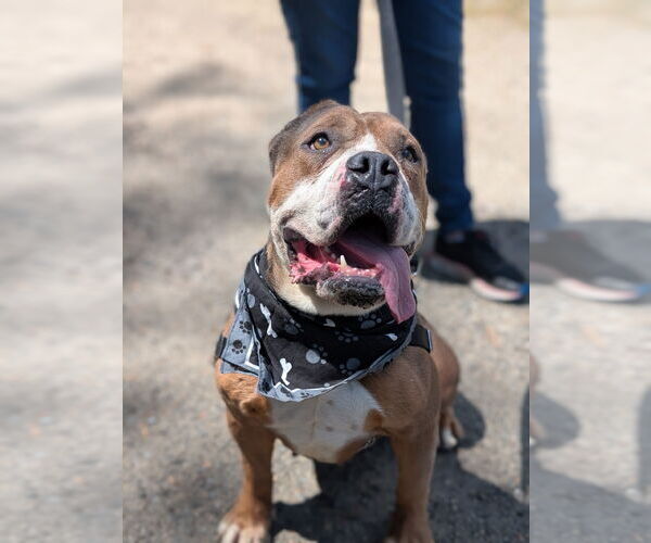 Medium Photo #2 Bulldog-Unknown Mix Puppy For Sale in Hillsboro, NH, USA