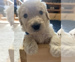 Small Photo #5 Goldendoodle Puppy For Sale in FOUNTAIN, CO, USA