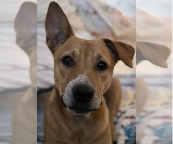 Medium Photo #3 Labrador Retriever-Unknown Mix Puppy For Sale in Fort Worth, TX, USA