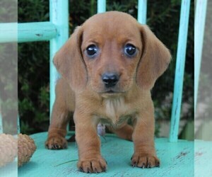 Dachshund Puppy for sale in MIFFLINBURG, PA, USA