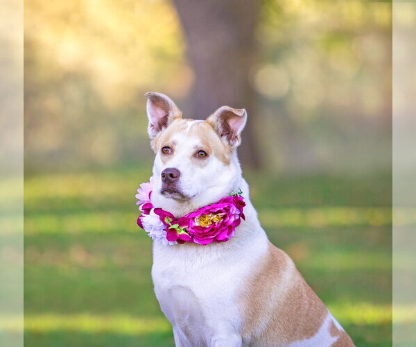 Medium Photo #4 Mutt Puppy For Sale in Unionville, PA, USA