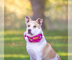 Small Photo #4 Mutt Puppy For Sale in Unionville, PA, USA