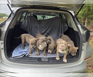 American Bully Puppy for sale in PEMBROKE, NC, USA