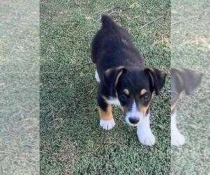 Aussie-Corgi Puppy for sale in BRIGGSDALE, CO, USA