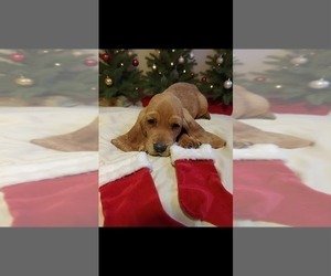 Basset Hound Puppy for sale in SALEM, WV, USA