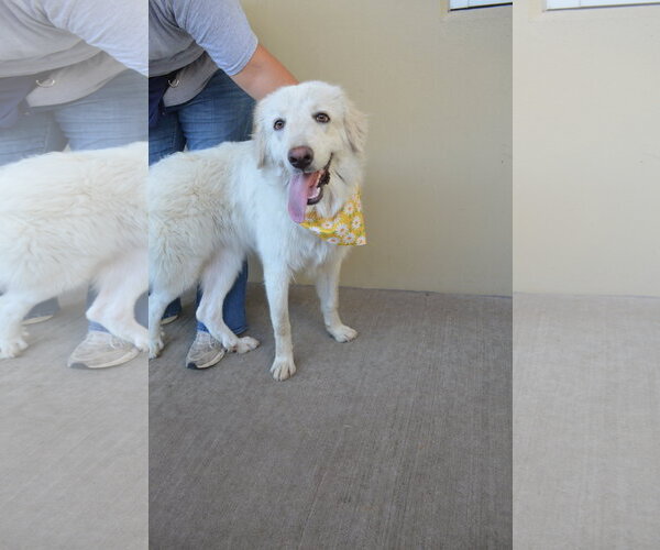 Medium Photo #1 Great Pyrenees-Unknown Mix Puppy For Sale in McKinney, TX, USA