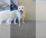 Small Great Pyrenees Mix
