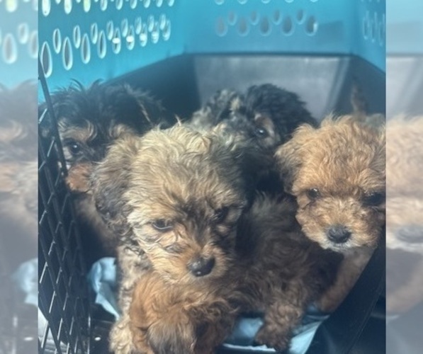 Medium Photo #19 Yorkipoo Puppy For Sale in ARLINGTON, TX, USA