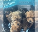 Small #18 Yorkipoo