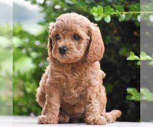 Cavapoo Puppy for sale in LITITZ, PA, USA