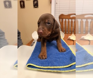 Doberman Pinscher Puppy for sale in PECK, KS, USA