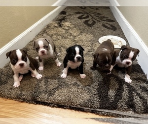 Boston Terrier Puppy for sale in CANYON COUNTRY, CA, USA