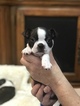 Small Photo #3 Boston Terrier Puppy For Sale in GATE, WA, USA
