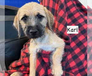 Mutt Dogs for adoption in Gilberts, IL, USA