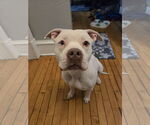 Small #2 American Pit Bull Terrier Mix