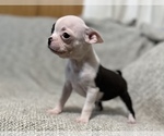 Small Photo #7 Boston Terrier Puppy For Sale in NEWBURY, MA, USA