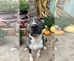 Earl Greyer - Male American Pit Bull Terrier-Unknown Mix Dog for Adoption - Small photo