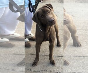 Delilah - Female Chesapeake Bay Retriever Dog for Adoption - Photo #9
