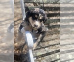 Small Photo #62 Australian Shepherd Puppy For Sale in FARMVILLE, VA, USA