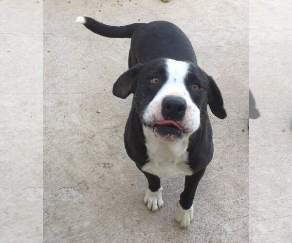 Medium Photo #2 Border Collie-Unknown Mix Puppy For Sale in San Diego, CA, USA