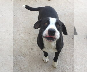 Hercules - Male Border Collie-Unknown Mix Dog for Adoption - Photo #2