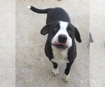 Small #1 Border Collie Mix