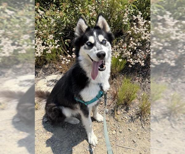 Medium Photo #2 Siberian Husky Puppy For Sale in Chula Vista, CA, USA