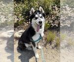 Small #1 Siberian Husky