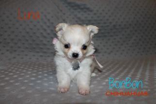 Chihuahua Puppy for sale in ALVIN, TX, USA