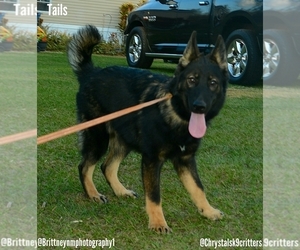 German Shepherd Dog-Siberian Husky Mix Puppy for sale in MULBERRY, FL, USA