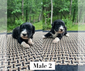 Sheepadoodle Puppy for sale in NIANGUA, MO, USA