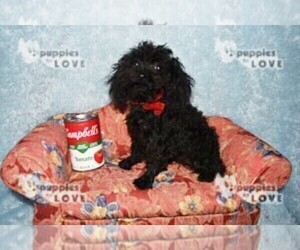 Poodle (Toy) Puppy for sale in SANGER, TX, USA