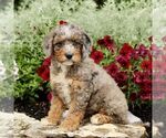 Small #2 Goldendoodle (Miniature)