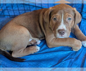 Mutt Dogs for adoption in Holly Springs, NC, USA