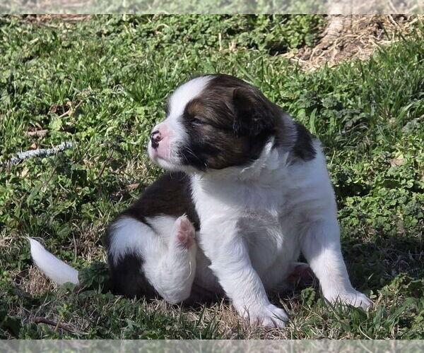 Medium Photo #12 Australian Shepherd-Unknown Mix Puppy For Sale in OKLAHOMA CITY, OK, USA