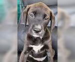 Small Labrador Retriever Mix