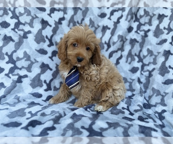 Medium Photo #2 Cock-A-Poo Puppy For Sale in LAKELAND, FL, USA