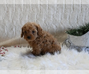 Cockapoo Puppy for sale in FRESNO, OH, USA
