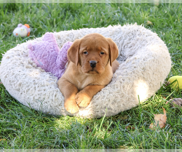 Medium Photo #1 Labrador Retriever Puppy For Sale in SYRACUSE, IN, USA