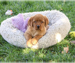 Ramona - Female Labrador Retriever Puppy for Sale - Small photo