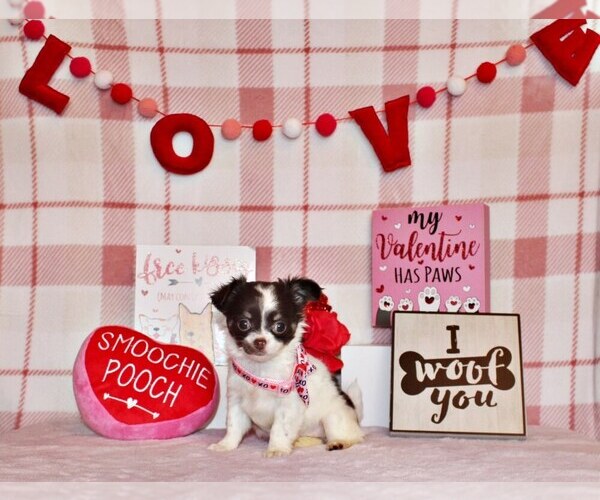 Medium Photo #1 Chihuahua Puppy For Sale in CHARLESTON, AR, USA