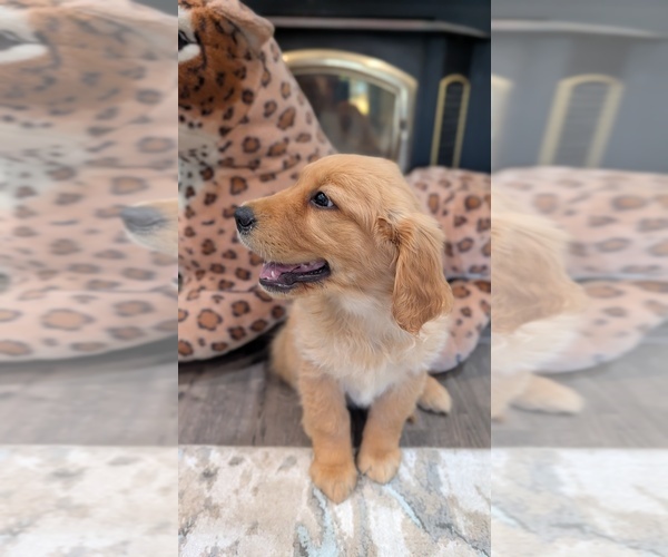 Medium Photo #15 Golden Retriever Puppy For Sale in SACRAMENTO, CA, USA