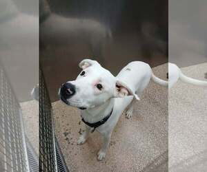 Great Pyrenees-Unknown Mix Dogs for adoption in Martinsburg, WV, USA
