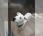 Small Great Pyrenees Mix